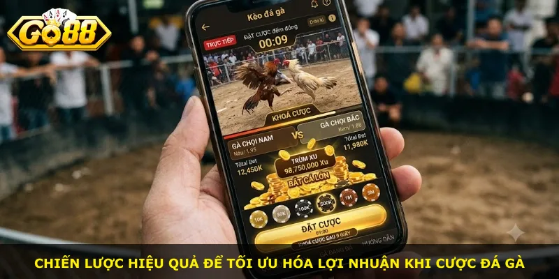 Chiến lược hiệu quả để tối ưu hóa lợi nhuận khi cược đá gà